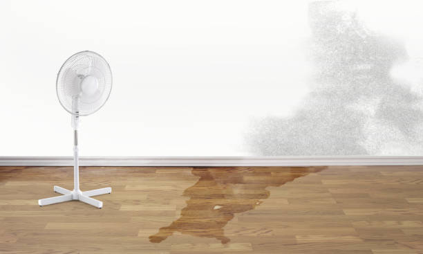 Best Professional water damage repair  in South Fulton, GA
